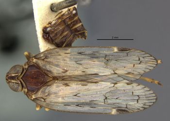 Media type: image;   Entomology 15971 Aspect: habitus dorsal view